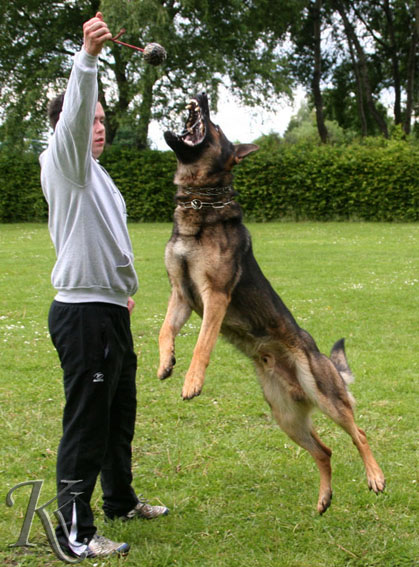personal protection dog jumping