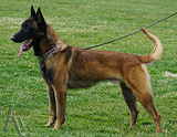 trained personal protection german shepherd dog for sale