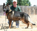 German Shepherd male Vanesko vom Salztalblick