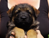 german shepherd puppy for sale