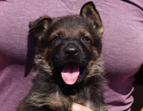 german shepherd puppy for sale