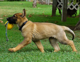 german shepherd puppy for sale