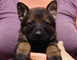 german shepherd puppy for sale