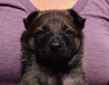 german shepherd puppy for sale