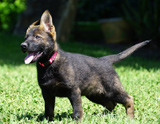 german shepherd puppy for sale