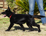 german shepherd puppy for sale