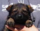 german shepherd puppy for sale