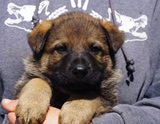 german shepherd puppy for sale