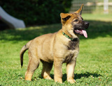 german shepherd puppy for sale