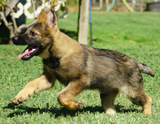 german shepherd puppy for sale