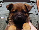 german shepherd puppy for sale