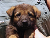 german shepherd puppy for sale