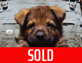 german shepherd puppy for sale