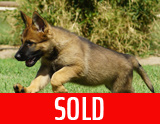 german shepherd puppy for sale