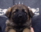 german shepherd puppy for sale