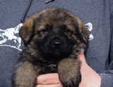 german shepherd puppy for sale