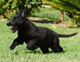 german shepherd puppy for sale