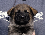 german shepherd puppy for sale