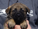 german shepherd puppy for sale