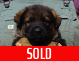 german shepherd puppy for sale