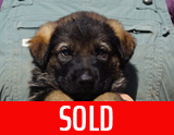 german shepherd puppy for sale