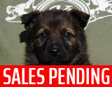 german shepherd puppy for sale