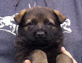 german shepherd puppy for sale