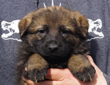 german shepherd puppy for sale