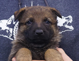 german shepherd puppy for sale