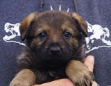 german shepherd puppy for sale