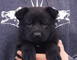 german shepherd puppy for sale