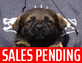 german shepherd puppy for sale