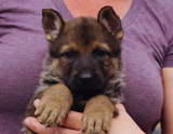 german shepherd puppy for sale