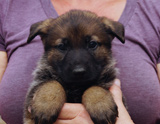 german shepherd puppy for sale