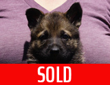 german shepherd puppy for sale