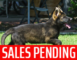 german shepherd puppy for sale