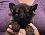 german shepherd puppy for sale