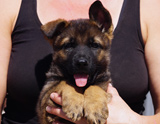 german shepherd puppy for sale