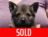 german shepherd puppy for sale