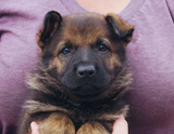 german shepherd puppy for sale