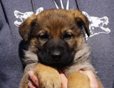 german shepherd puppy for sale