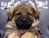 german shepherd puppy for sale