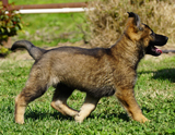 german shepherd puppy for sale