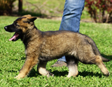 german shepherd puppy for sale