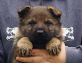 german shepherd puppy for sale