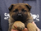 german shepherd puppy for sale