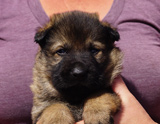 german shepherd puppy for sale