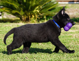 german shepherd puppy for sale