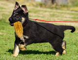 german shepherd puppy for sale