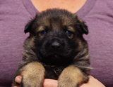 german shepherd puppy for sale